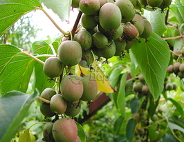 Самоплодная купить