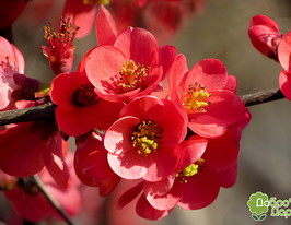 Хеномелес японский Chaenomeles japonica купить