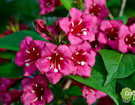 Вейгела Бристоль Руби (Weigela Bristol Ruby) купить