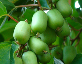 Оригинальная купить