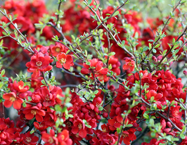 Хеномелес (Айва) великолепный Ред Трейл купить