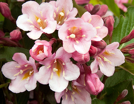 Вейгела цветущая Танго Weigela florida Tango купить