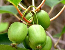 Киевская крупноплодная купить