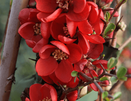 Хеномелес (Айва) великолепный Клементайн купить