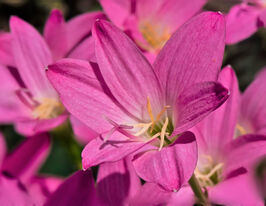 Зефирантес Розеа (Zephyranthes Rosea) купить