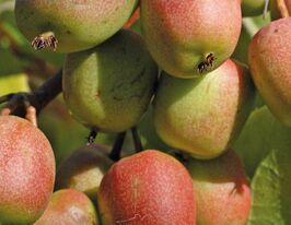 Актинидия остролистная Женева (Actinidia Geneva) купить