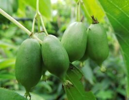 Актинидия остролистная Иссаи (Actinidia Issai) купить