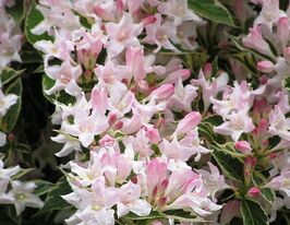 Вейгела цветущая Сплендид (Weigela Splendid) купить