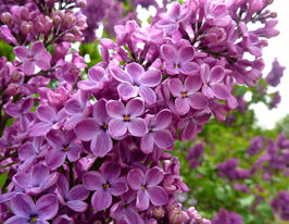 Сирень обыкновенная Конго (Syringa vulgaris Congo) купить