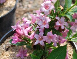 Вейгела цветущая розовая ((Pink) купить
