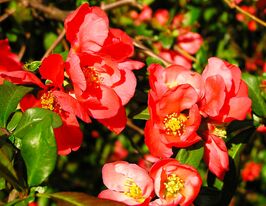 Хеномелес  Андекен Ан Карл Рамске купить