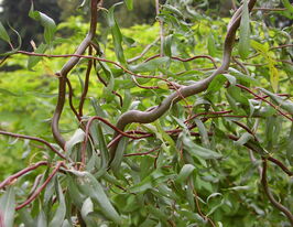 Ива белая Дарт'с Снэйк купить