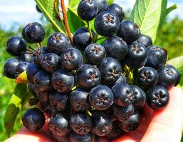 Арония черноплодная Амит (Amit) купить