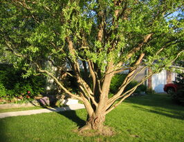 Іва Матсудана (Salix matsudana) купить