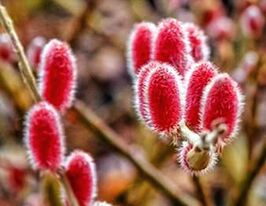 Ива тонкостолбиковая Маунт Асо (Mount Aso) купить