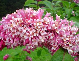 Сирень венгерская (Syringa josikaea) купить