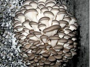 Технология интенсивного выращивания грибов"Вешенка" (Pleurotus ostreatus)