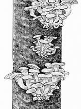 Выращивание грибов "Вешенка" в квартире.