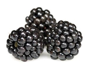 Агротехника выращивания ежевики