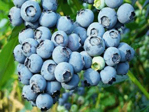 Технология выращивания черники высокорослой в Украине.