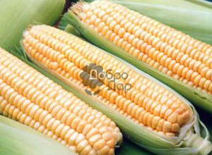 Выращивание кукурузы