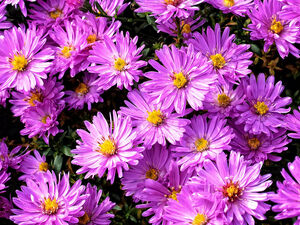 Астры. От семян к цветам...