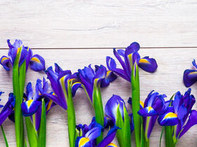 Іриси - посадка і догляд, вирощування цибулин ірисів у відкритому ґрунті