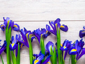 Ирисы - посадка и уход, выращивание луковиц ирисов в открытом грунте