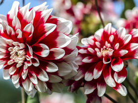 Жоржини - поділ і зберігання бульб жоржин