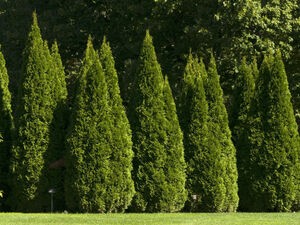 Туя - виды и разновидности, посадка и уход, использование туи в ландшафтном дизайне. 