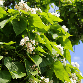 Саджанці Катальпи