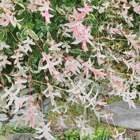 Саджанці Верби