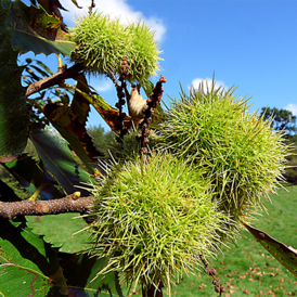 Саджанці Каштану