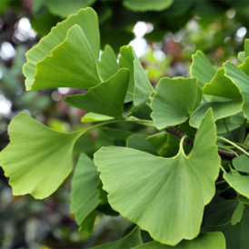 Саджанці Гінкго Білоба