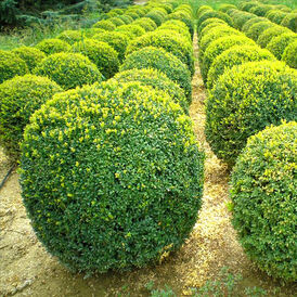 Саджанці Самшиту