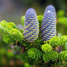 Саджанці Ялиці