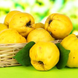 Саджанці Айви Великоплідної