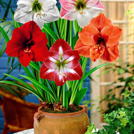 Луковицы Амариллисов