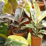 Саджанці Фікуса