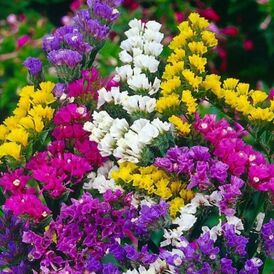 Семена Сухоцветов