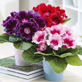 Комнатные цветы