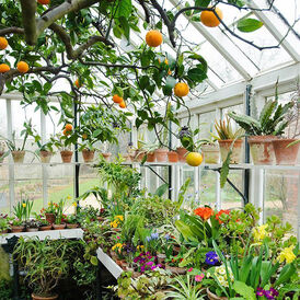 Екзоти, Кімнатні декоративні