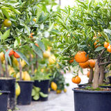 Саджанці Цитрусових