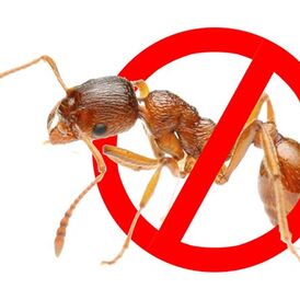 Засоби від мурах