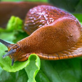 Засоби від слимаків