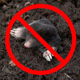 Засоби від кротів