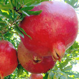 Саджанці Граната