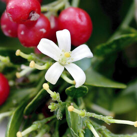 Саженцы Муррайи