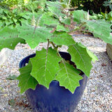 Саджанці Наранхілли