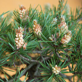 Саджанці Сосни